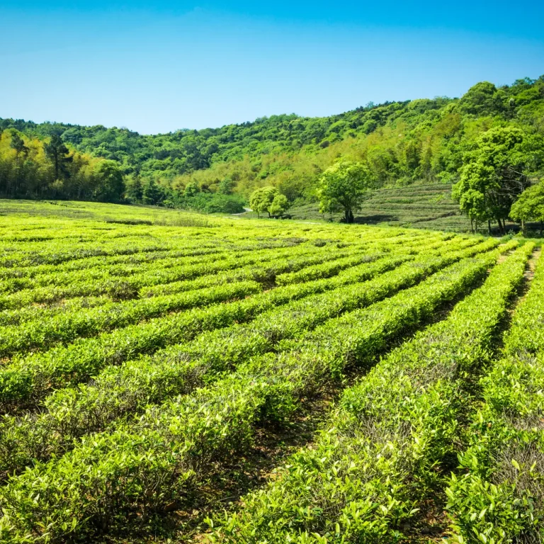 Green tea garden, hill cultivation